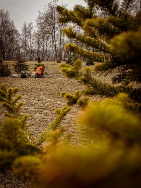 Na zdjęciu widoczny jest pracownik przycinający roślinność w parku angielskim